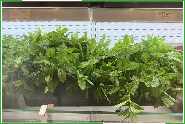Fresh Herbs