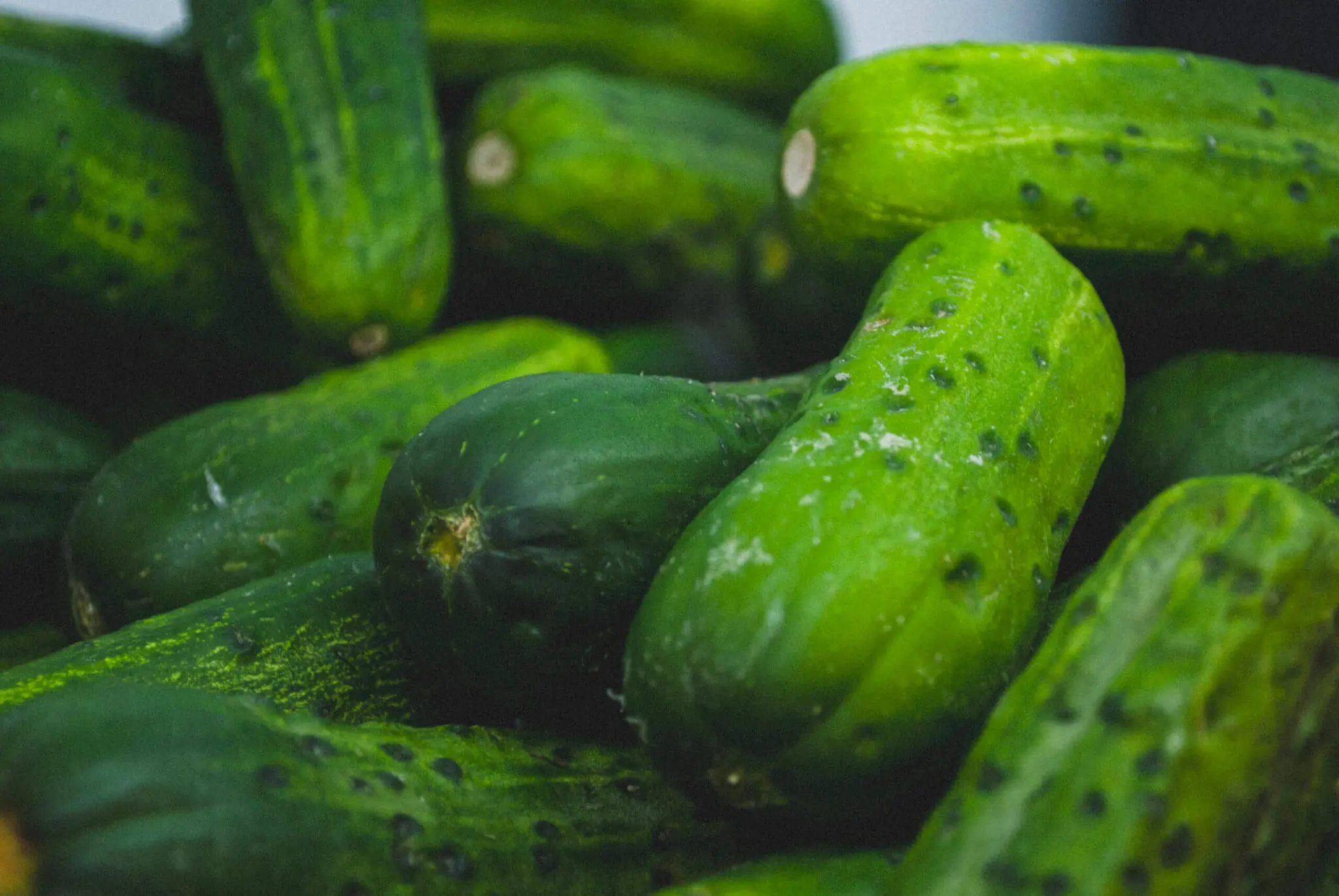 Fresh Vegetables
