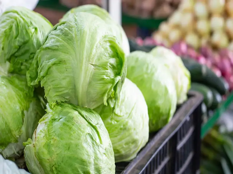 Different types of lettuce